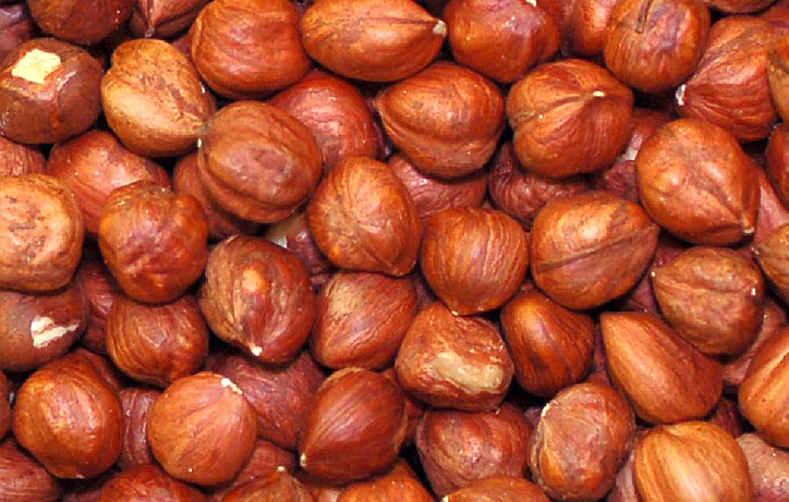 فندق؛ درخت پرمحصول با مغز خوش‌طعم و ارزش غذایی بالا